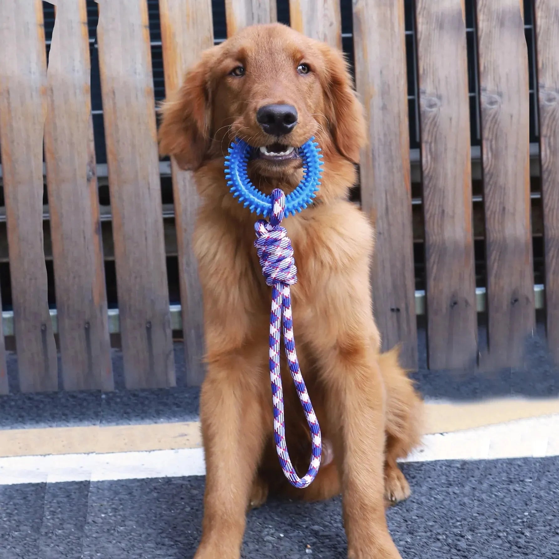 Dental Stick Chew Toy - rubber teeth-cleaning toy for dogs